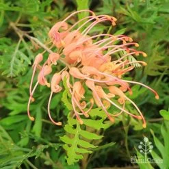 Grevillea Superb -Eco Garden Shop apo superb grevillea