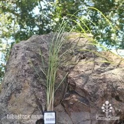 Pennisetum Alopecuroides - Swamp Fountain Grass -Eco Garden Shop apo swamp grass tubestock new