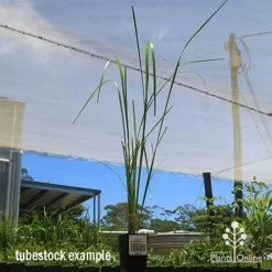 Pennisetum Alopecuroides - Swamp Fountain Grass -Eco Garden Shop apo swamp grass tubestock tall