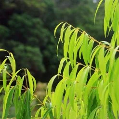Waterhousea Sweeper - Weeping Lilly Pilly 13 Waterhousea Sweeper - Weeping Lilly Pilly -Eco Garden Shop apo sweeper foliage