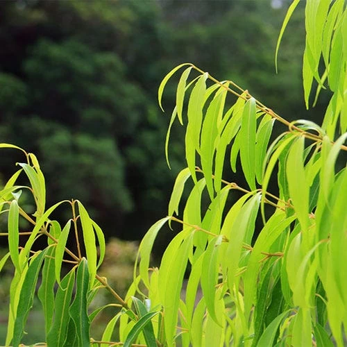 Waterhousea Sweeper - Weeping Lilly Pilly 5 Waterhousea Sweeper - Weeping Lilly Pilly - Image 5