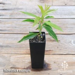 Waterhousea Sweeper - Weeping Lilly Pilly 14 Waterhousea Sweeper - Weeping Lilly Pilly -Eco Garden Shop apo sweeper tubetock