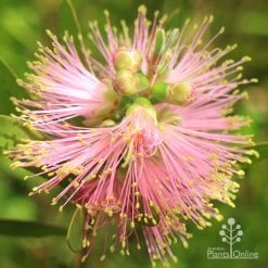 Callistemon Sweet Burst -Eco Garden Shop apo sweet burst buds opening