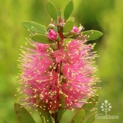Callistemon Sweet Burst -Eco Garden Shop apo sweet burst callistemon flower