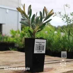 Callistemon Sweet Burst -Eco Garden Shop apo sweet burst callistemon tubestock