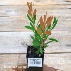 Callistemon Sweet Burst -Eco Garden Shop apo sweet burst callistemon tubestock colour