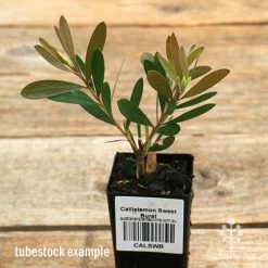 Callistemon Sweet Burst -Eco Garden Shop apo sweet burst tubestock