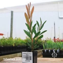 Callistemon Sweet Burst -Eco Garden Shop apo sweet burst tubestock colour