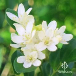 Murraya Sweet Privacy 14 Murraya Sweet Privacy -Eco Garden Shop apo sweet privacy flowers