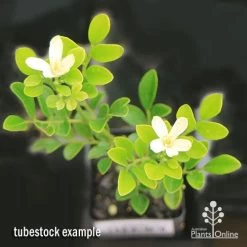 Murraya Sweet Privacy 19 Murraya Sweet Privacy -Eco Garden Shop apo sweet privacy isolated