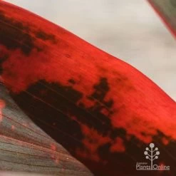 Cordyline Fruticosa Tangelo 28 Cordyline Fruticosa Tangelo -Eco Garden Shop apo tangelo closeup