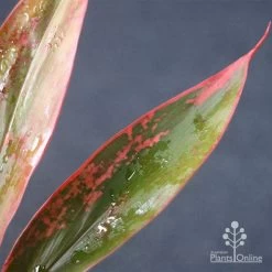 Cordyline Fruticosa Tangelo 25 Cordyline Fruticosa Tangelo -Eco Garden Shop apo tangelo leaf