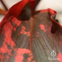 Cordyline Fruticosa Tangelo 20 Cordyline Fruticosa Tangelo -Eco Garden Shop apo tangelo leaf close