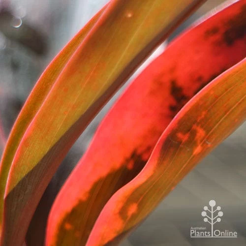 Cordyline Fruticosa Tangelo 2 Cordyline Fruticosa Tangelo - Image 2