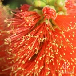 Callistemon Tangerine Dream -Eco Garden Shop apo tangerine dream superclose