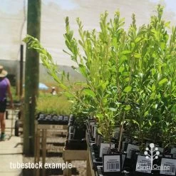 Callistemon Tangerine Dream -Eco Garden Shop apo tangerine dream tall tubestocks