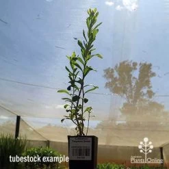 Callistemon Tangerine Dream -Eco Garden Shop apo tangerine dream tubestock