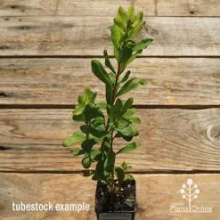 Callistemon Tangerine Dream -Eco Garden Shop apo tangerine dream tubestock top