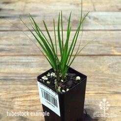 Lomandra Tanika 11 Lomandra Tanika -Eco Garden Shop apo tanika tubestock