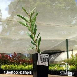 Callistemon Taree Pink 10 Callistemon Taree Pink -Eco Garden Shop apo taree pink tubestock