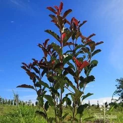 Photinia Thin Red -Eco Garden Shop apo thin red habit blue sky