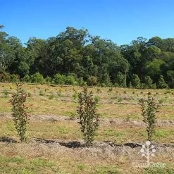 Photinia Thin Red -Eco Garden Shop apo thin red nursery hedge 2