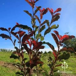 Photinia Thin Red -Eco Garden Shop apo thin red nursery planting