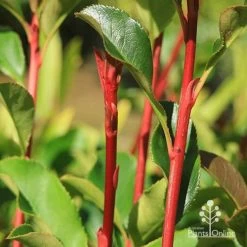 Photinia Thin Red -Eco Garden Shop apo thin red red stems 2