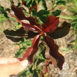 Photinia Thin Red -Eco Garden Shop apo thin red twisty leaf