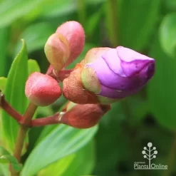 Tibouchina Allure -Eco Garden Shop apo tibouchina allure bud