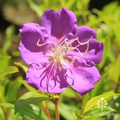 Tibouchina Allure -Eco Garden Shop apo tibouchina allure flower2