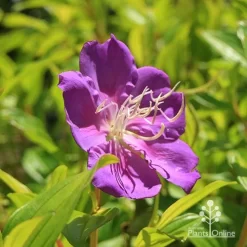 Tibouchina Allure -Eco Garden Shop apo tibouchina allure flower 1