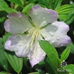 Tibouchina Chameleon -Eco Garden Shop apo tibouchina chameleon flower