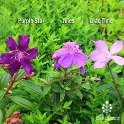 Tibouchina Purple Star -Eco Garden Shop apo tibouchina compare 2