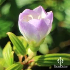 Tibouchina Illusion -Eco Garden Shop apo tibouchina illusion bud