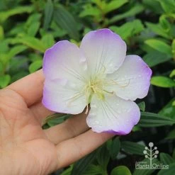 Tibouchina Illusion -Eco Garden Shop apo tibouchina illusion flower size