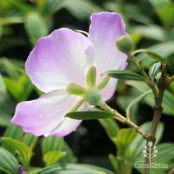 Tibouchina Illusion -Eco Garden Shop apo tibouchina illusion reverse