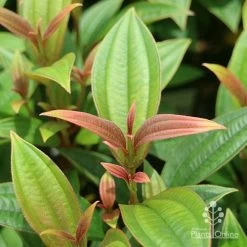 Tibouchina Purple Star -Eco Garden Shop apo tibouchina purple star new leaf colour