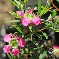 Leptospermum Tickled Pink -Eco Garden Shop apo tickled pink above