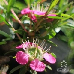 Leptospermum Tickled Pink -Eco Garden Shop apo tickled pink close