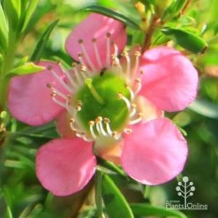 Leptospermum Tickled Pink -Eco Garden Shop apo tickled pink flower close 1
