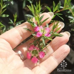 Leptospermum Tickled Pink -Eco Garden Shop apo tickled pink flower size