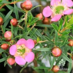 Leptospermum Tickled Pink -Eco Garden Shop apo tickled pink leptospermum flower buds 1