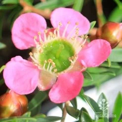 Leptospermum Tickled Pink -Eco Garden Shop apo tickled pink leptospermum flower closeup 1