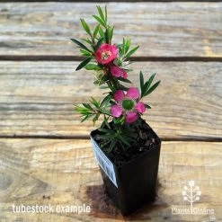Leptospermum Tickled Pink -Eco Garden Shop apo tickled pink leptospermum tubestock flowering