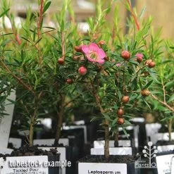 Leptospermum Tickled Pink -Eco Garden Shop apo tickled pink leptospermum tubestock plants 1