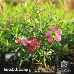 Leptospermum Tickled Pink -Eco Garden Shop apo tickled pink tubestock 3 flowers 1