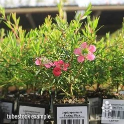Leptospermum Tickled Pink -Eco Garden Shop apo tickled pink tubestock flowers 1