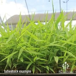 Tiger Grass - Thysanolaena -Eco Garden Shop apo tiger grass tray of tubestock