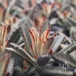 Kalanchoe Tomentosa – Panda Plant - Succulent 17 Kalanchoe Tomentosa – Panda Plant - Succulent -Eco Garden Shop apo tomentosa chocolate